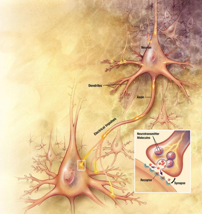 Neurons_big1